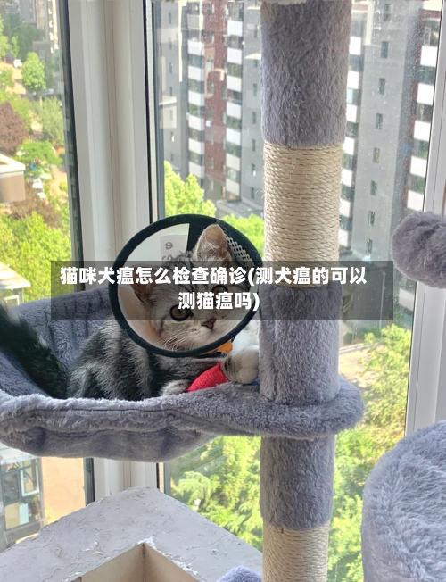 猫咪犬瘟怎么检查确诊(测犬瘟的可以测猫瘟吗)-第3张图片