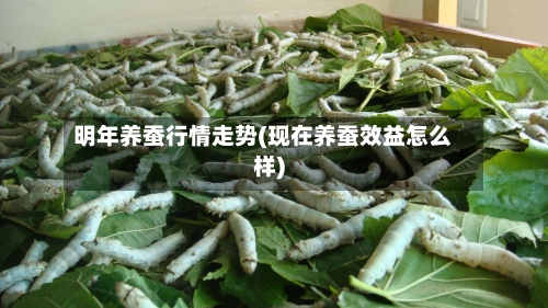 明年养蚕行情走势(现在养蚕效益怎么样)-第2张图片