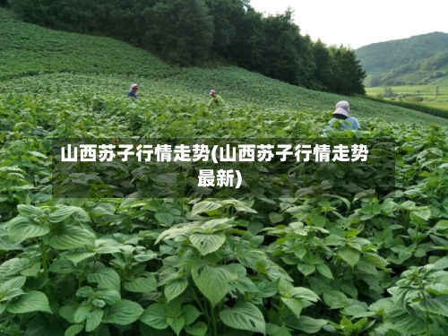 山西苏子行情走势(山西苏子行情走势最新)