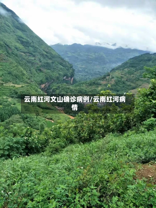 云南红河文山确诊病例/云南红河病情-第2张图片