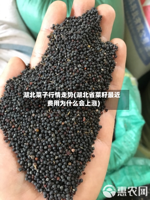 湖北菜子行情走势(湖北省菜籽最近费用为什么会上涨)