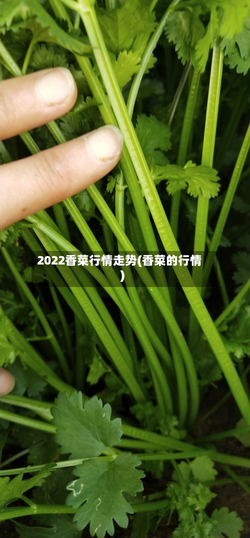 2022香菜行情走势(香菜的行情)