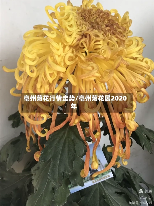 亳州菊花行情走势/亳州菊花展2020年-第2张图片