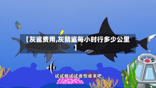 【灰鲨费用,灰鲭鲨每小时行多少公里】-第3张图片