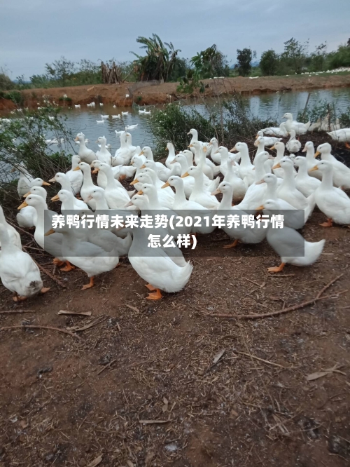 养鸭行情未来走势(2021年养鸭行情怎么样)