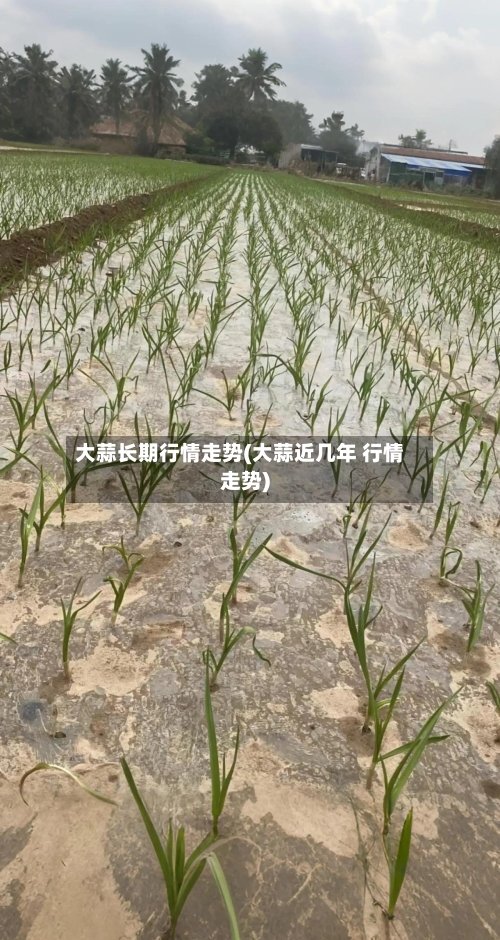 大蒜长期行情走势(大蒜近几年 行情走势)