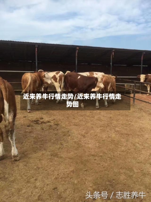 近来养牛行情走势/近来养牛行情走势图-第2张图片