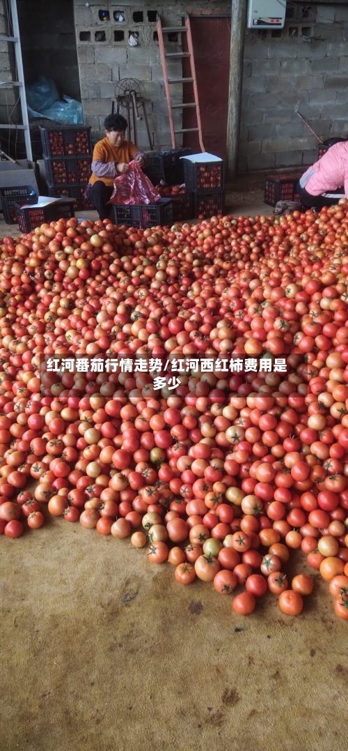 红河番茄行情走势/红河西红柿费用是多少-第2张图片